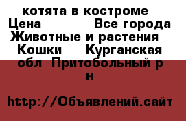 котята в костроме › Цена ­ 2 000 - Все города Животные и растения » Кошки   . Курганская обл.,Притобольный р-н
